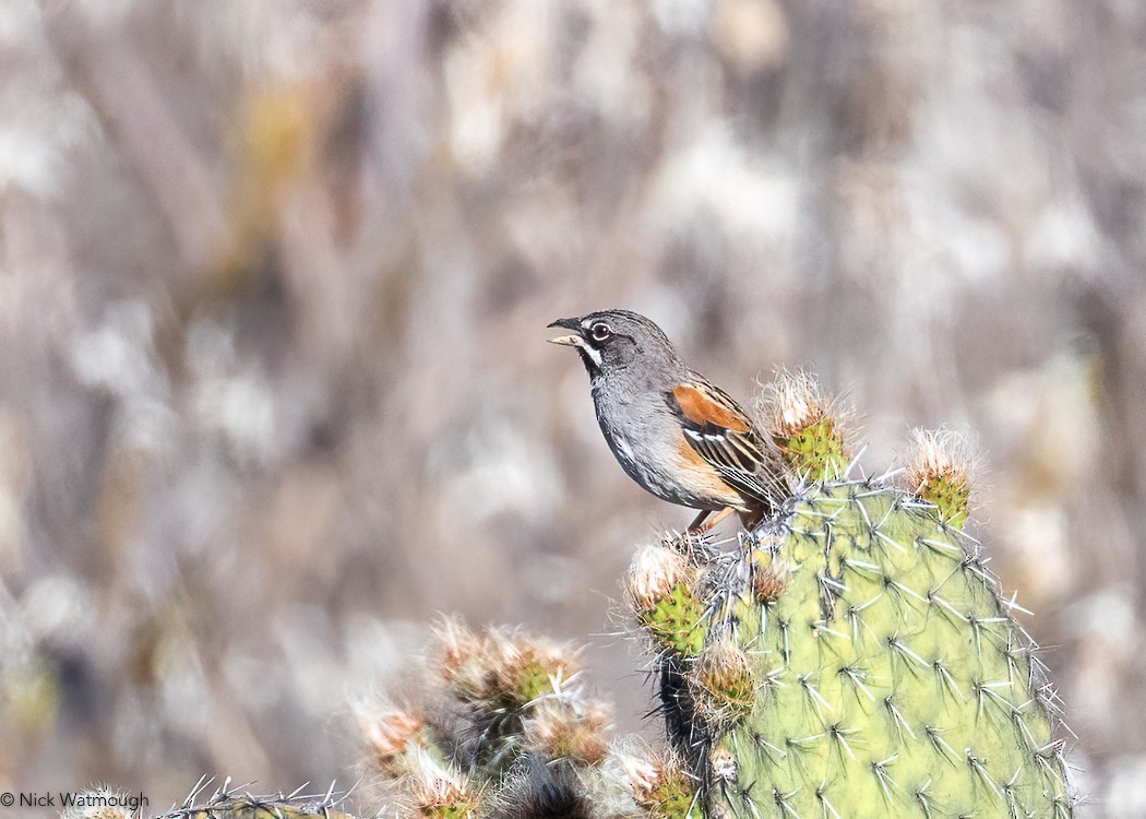 Bridled Sparrow - ML627848047