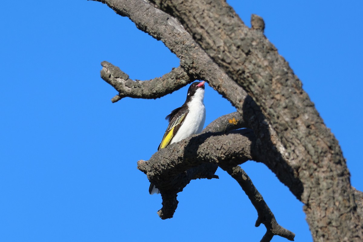 Painted Honeyeater - ML627848058