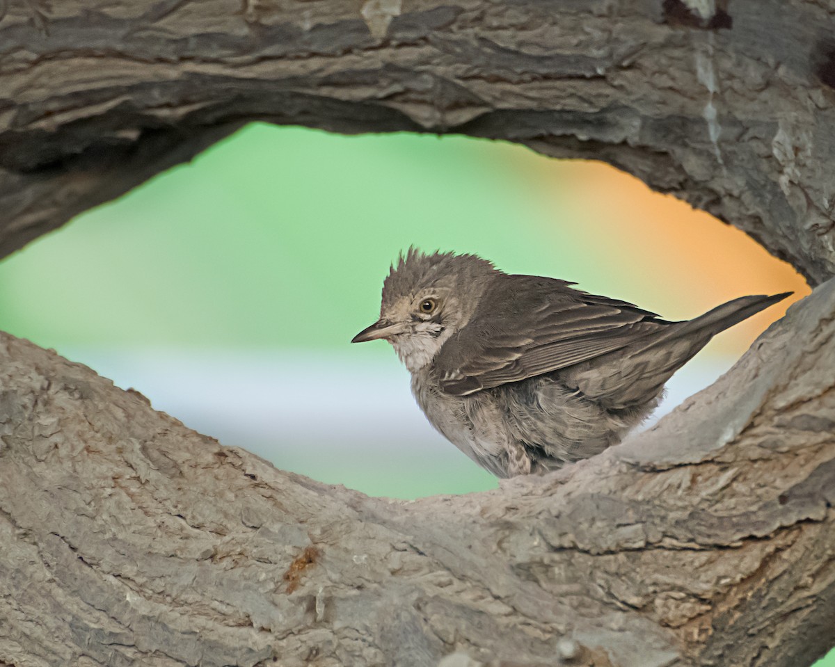 Barred Warbler - ML627848102