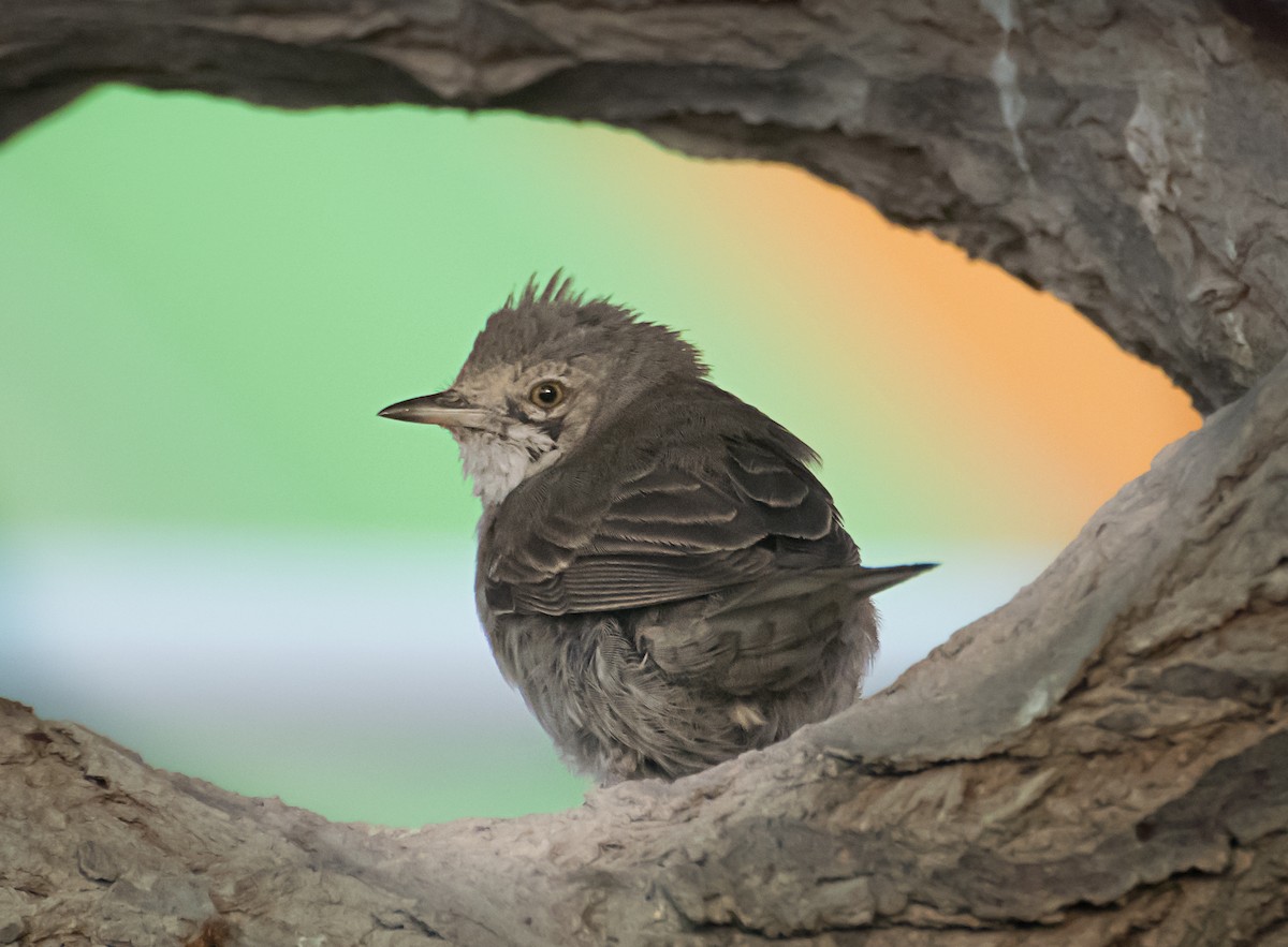 Barred Warbler - ML627848206