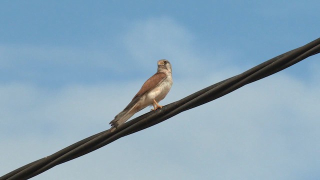 Nankeen Kestrel - ML627848214