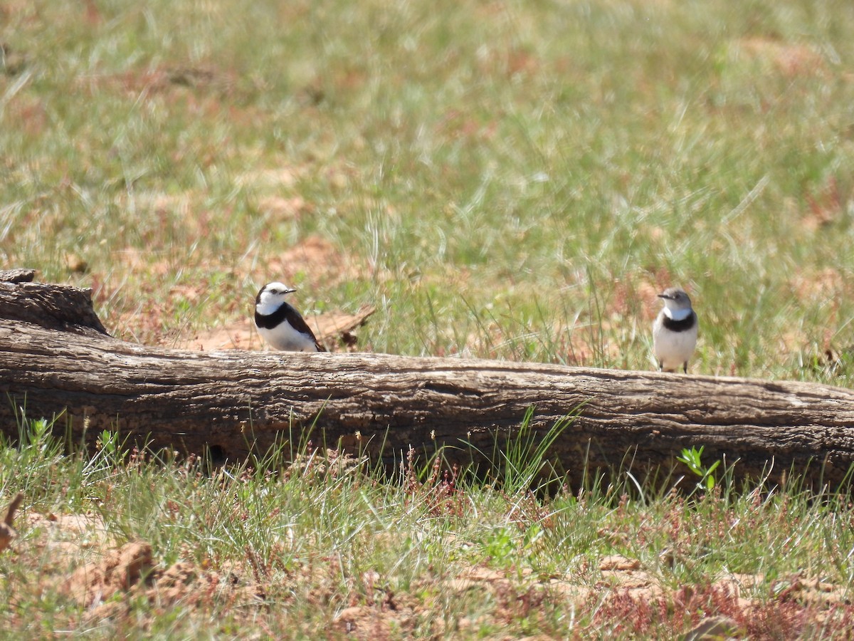 White-fronted Chat - ML627848322