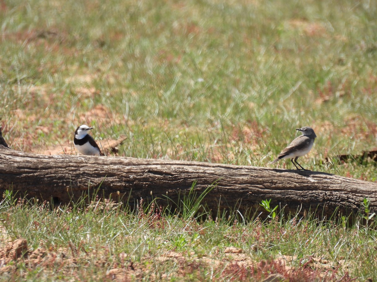 White-fronted Chat - ML627848323