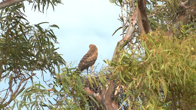 Spotted Harrier - ML627848351