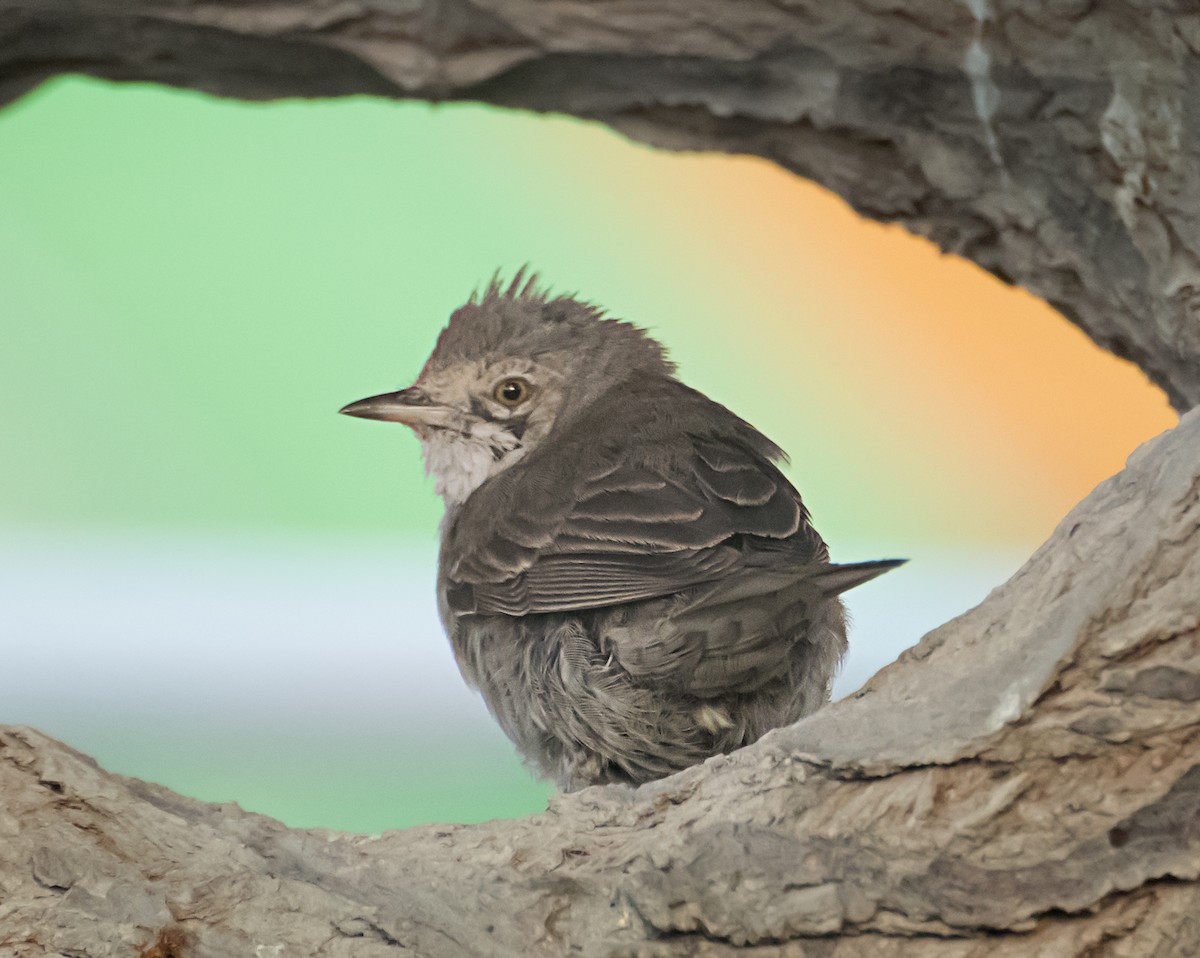 Barred Warbler - ML627848417