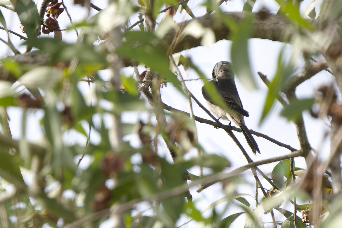 Brown-rumped Minivet - ML627848506