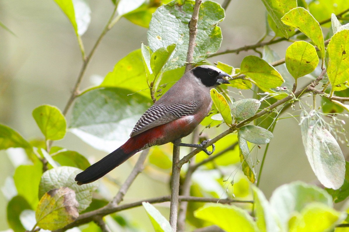 Black-faced Waxbill - ML627848692