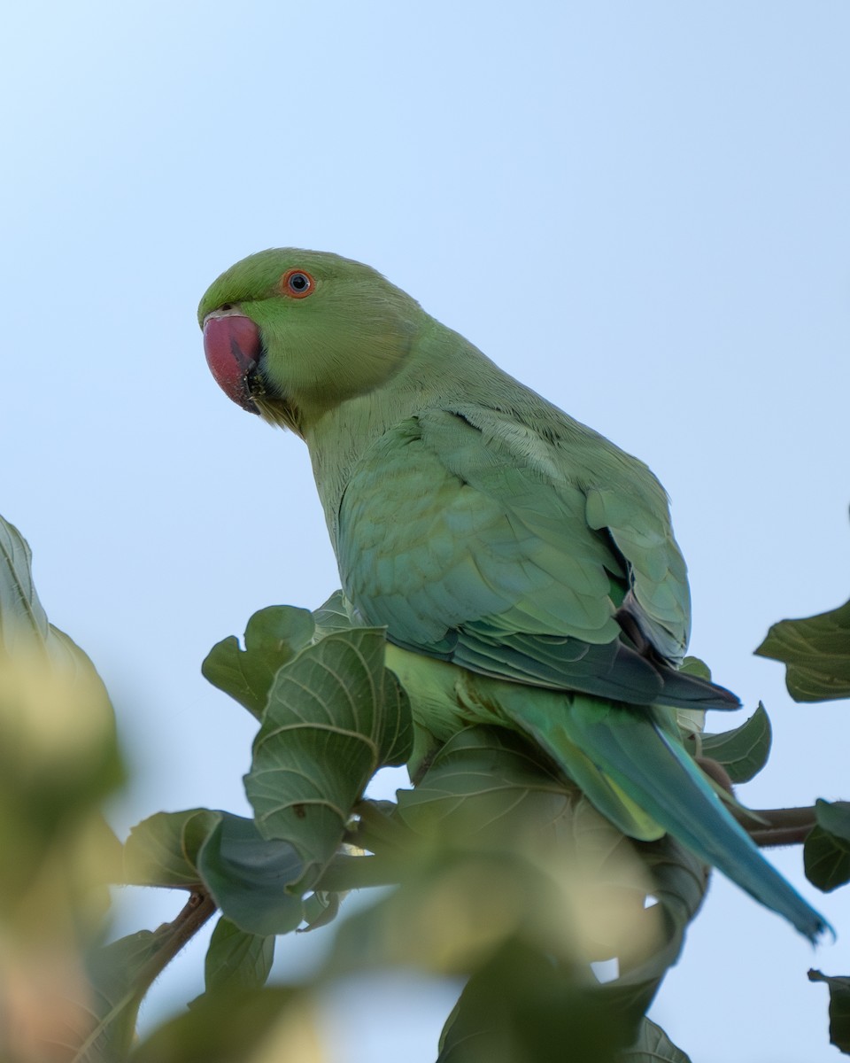 Rose-ringed Parakeet - ML627848700