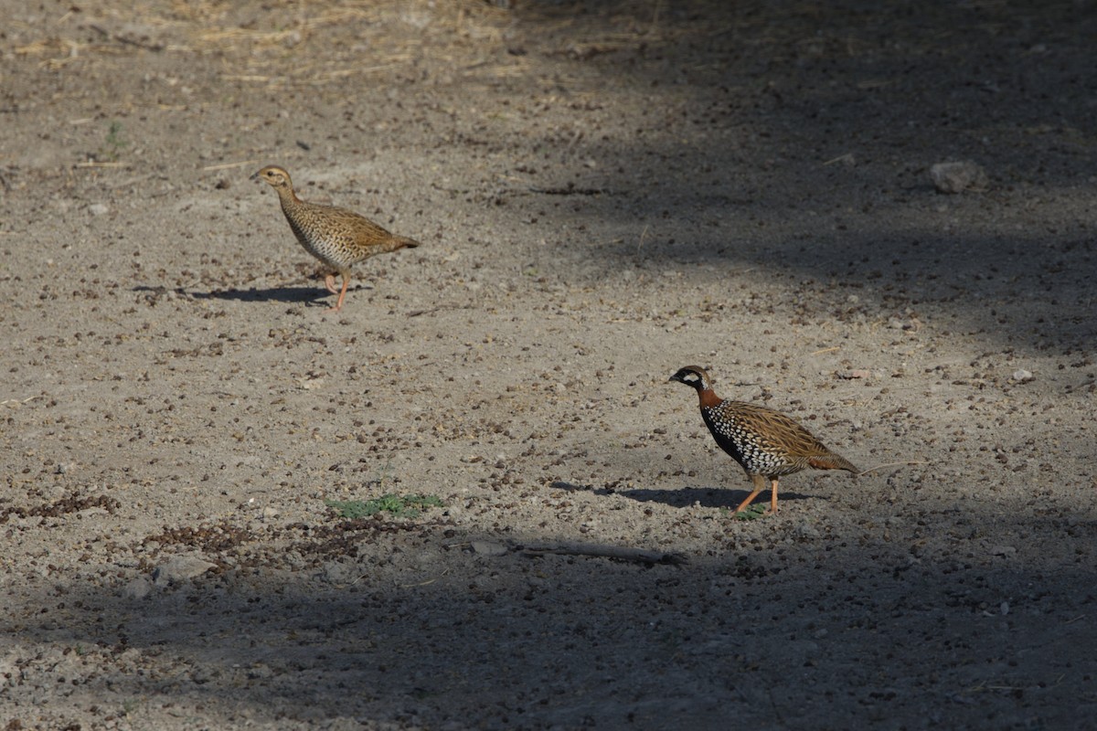 Black Francolin - ML627848811