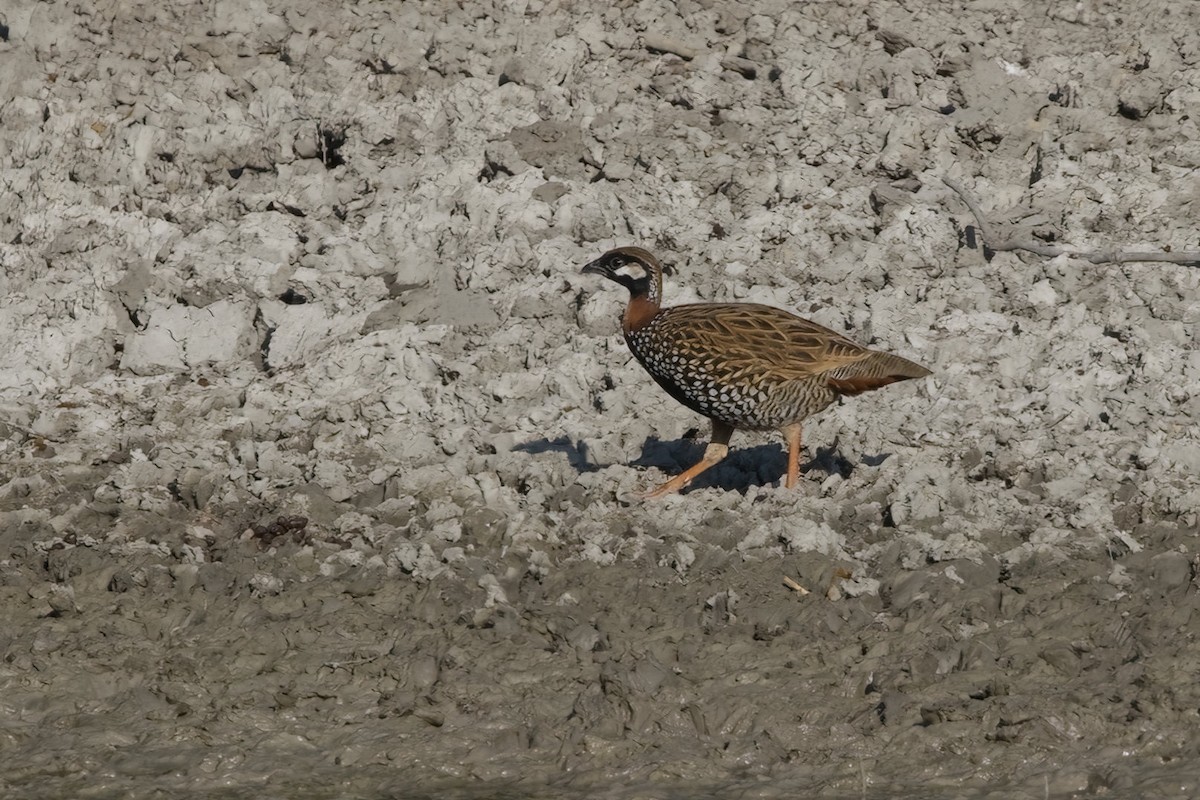 Black Francolin - ML627848812