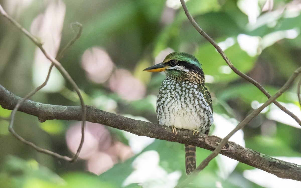 Spotted Kingfisher - ML627848842