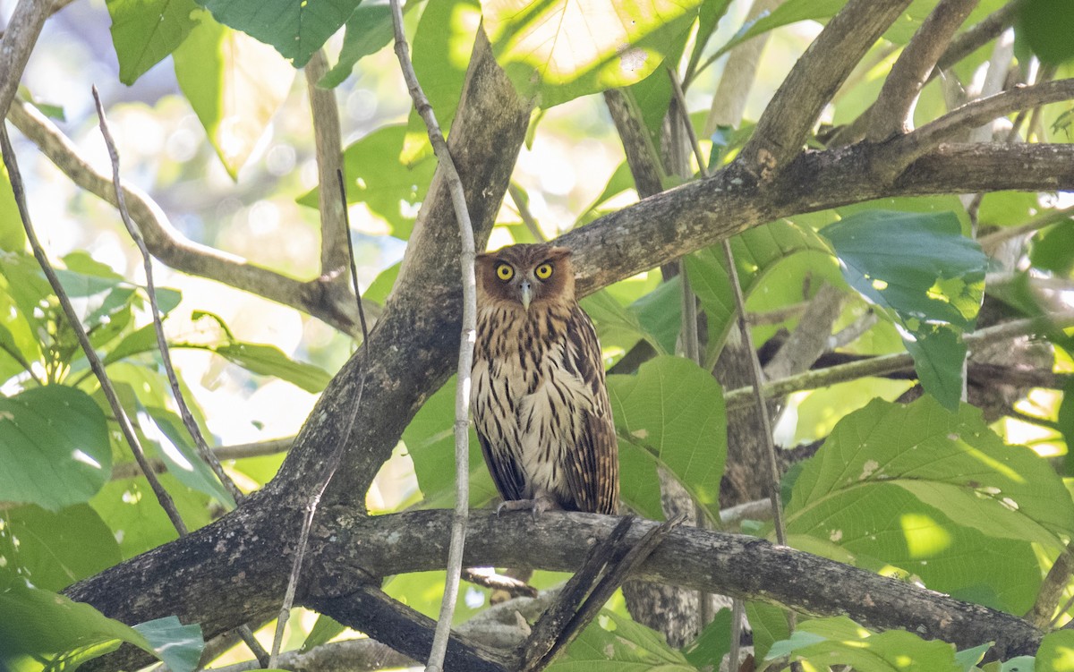 Philippine Eagle-Owl - ML627848851