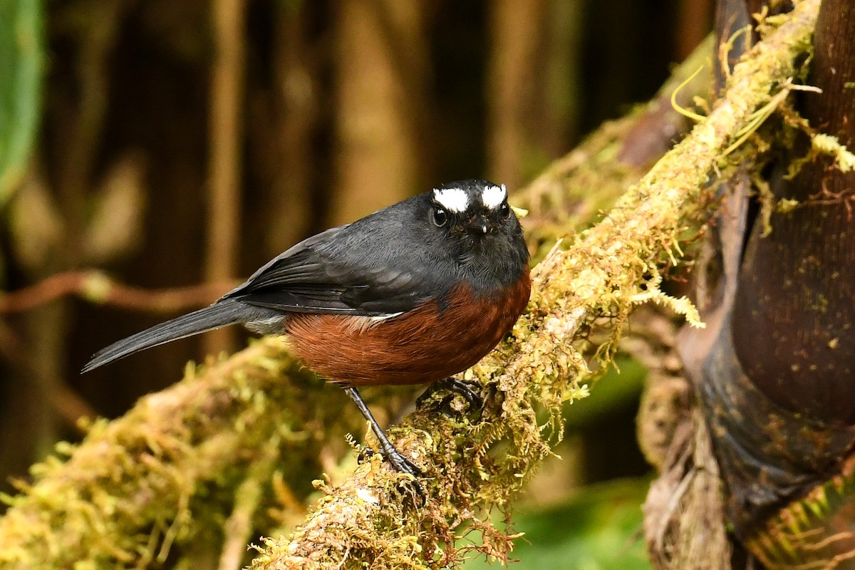 Chestnut-bellied Chat-Tyrant - ML627848880