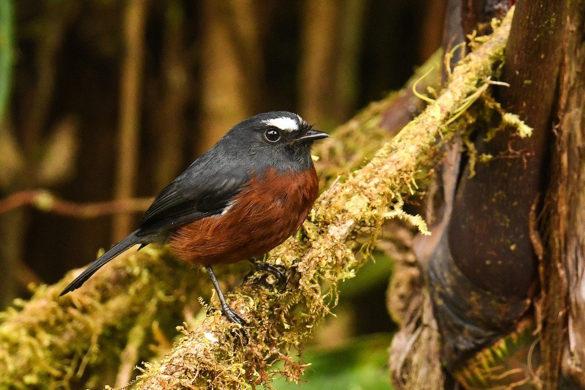 Chestnut-bellied Chat-Tyrant - ML627848884