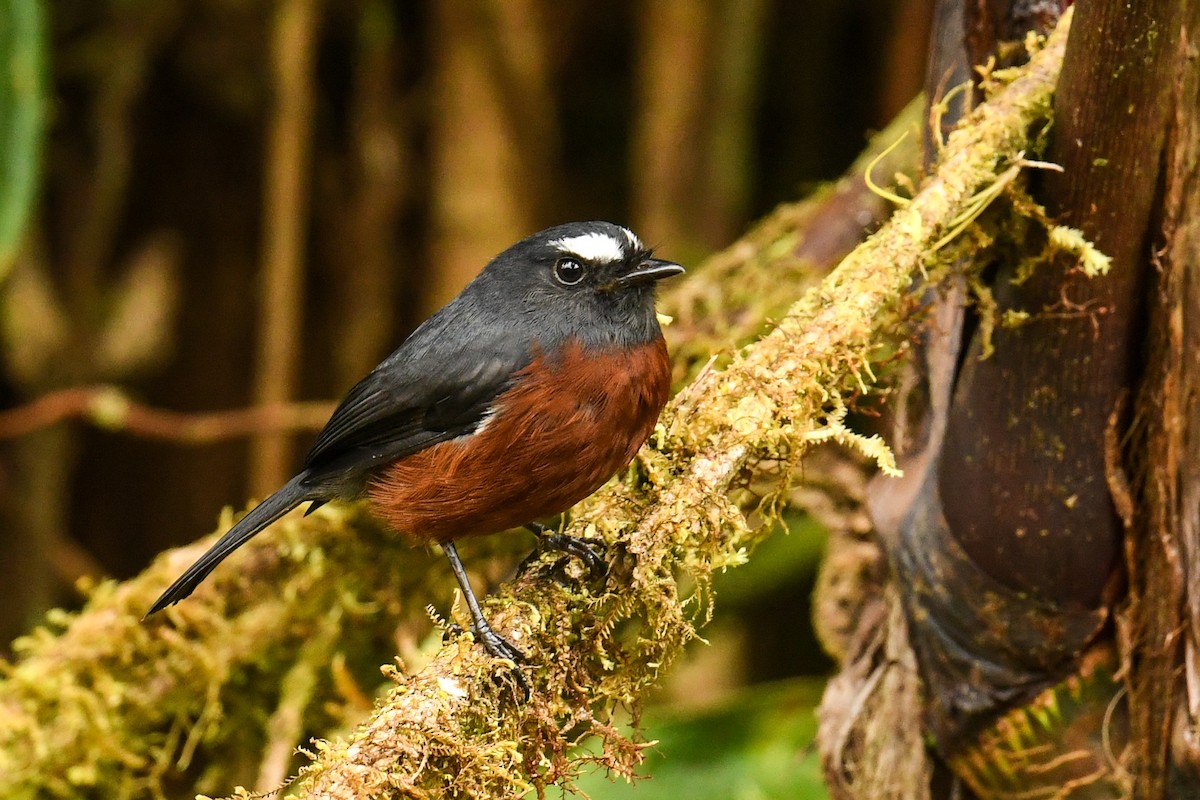 Chestnut-bellied Chat-Tyrant - ML627848885