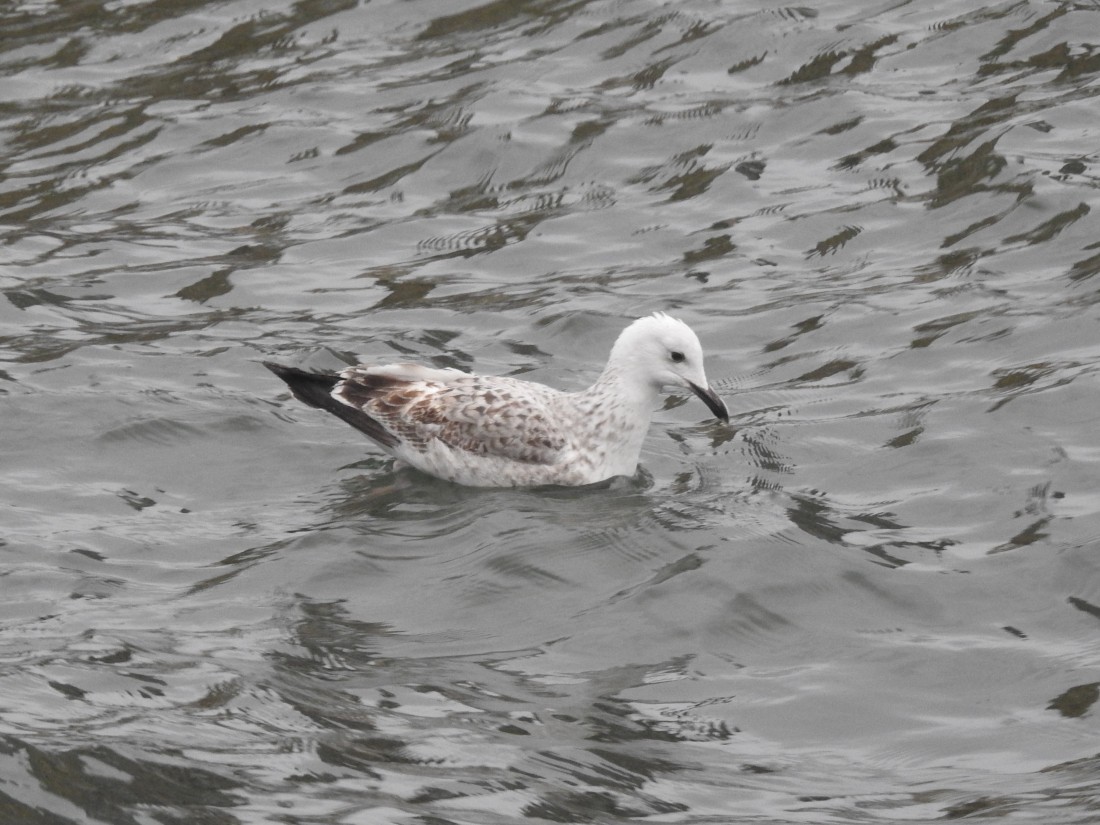 Caspian Gull - ML627848920