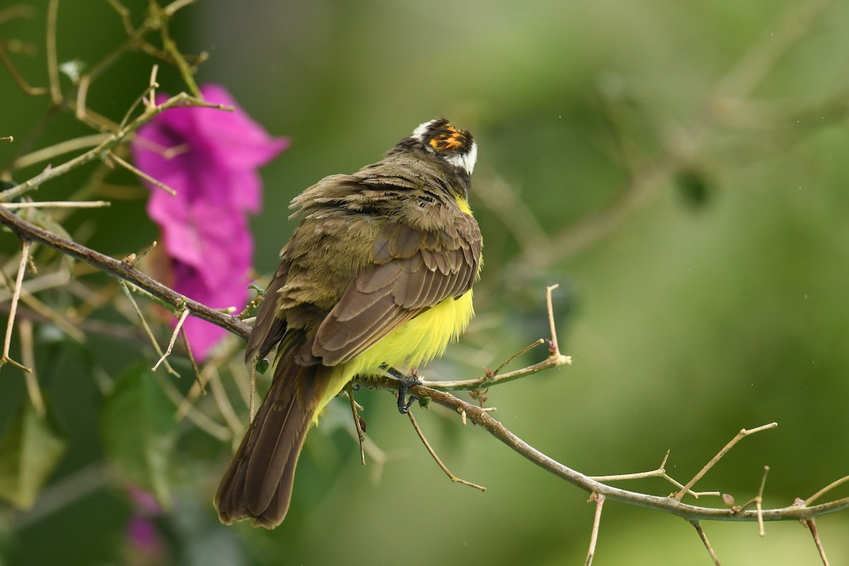 Rusty-margined Flycatcher - ML627848945