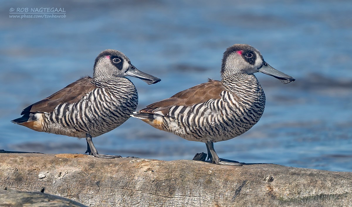 Pink-eared Duck - ML627848969