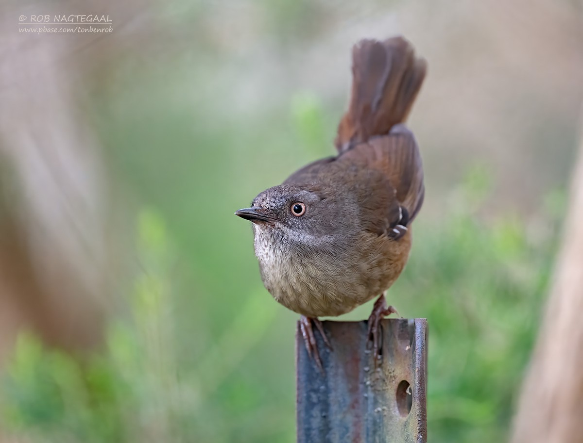 Tasmanian Scrubwren - ML627848997