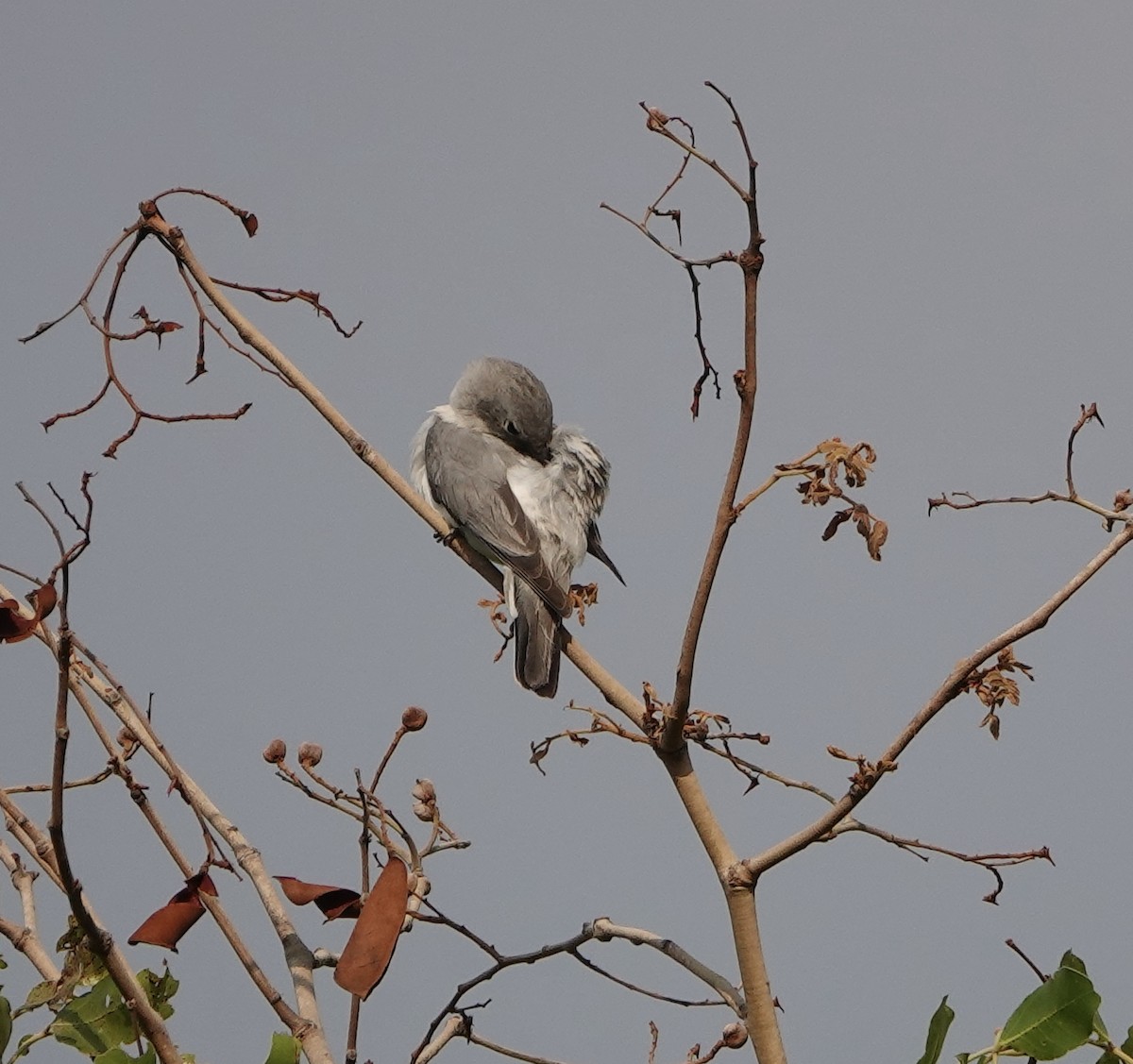 White-breasted Cuckooshrike - ML627849001