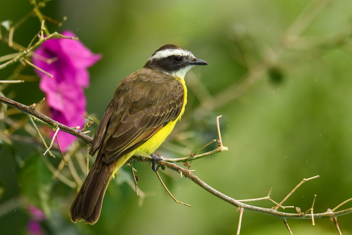 Rusty-margined Flycatcher - ML627849004
