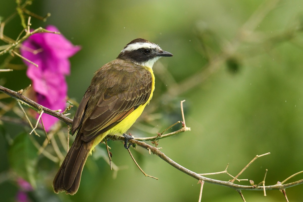 Rusty-margined Flycatcher - ML627849007