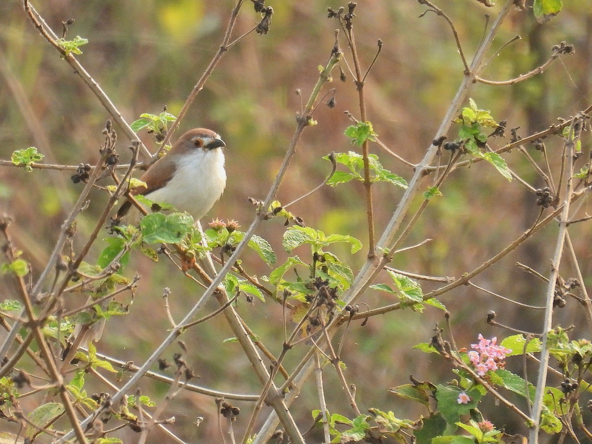 Yellow-eyed Babbler - ML627849209