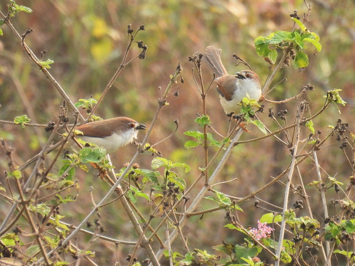 Yellow-eyed Babbler - ML627849210