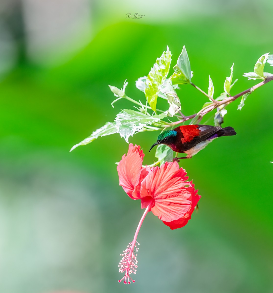 Crimson-backed Sunbird - ML627849284