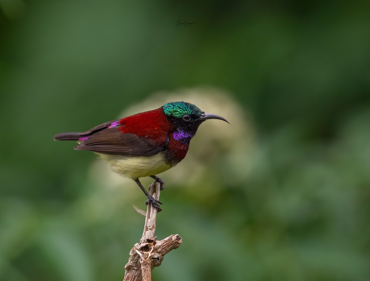 Crimson-backed Sunbird - ML627849285