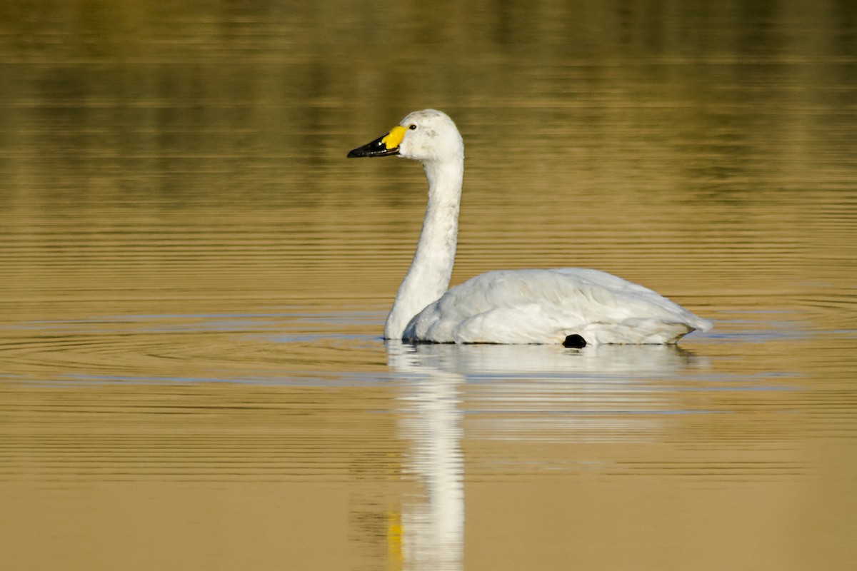 Tundra Swan - ML627849416