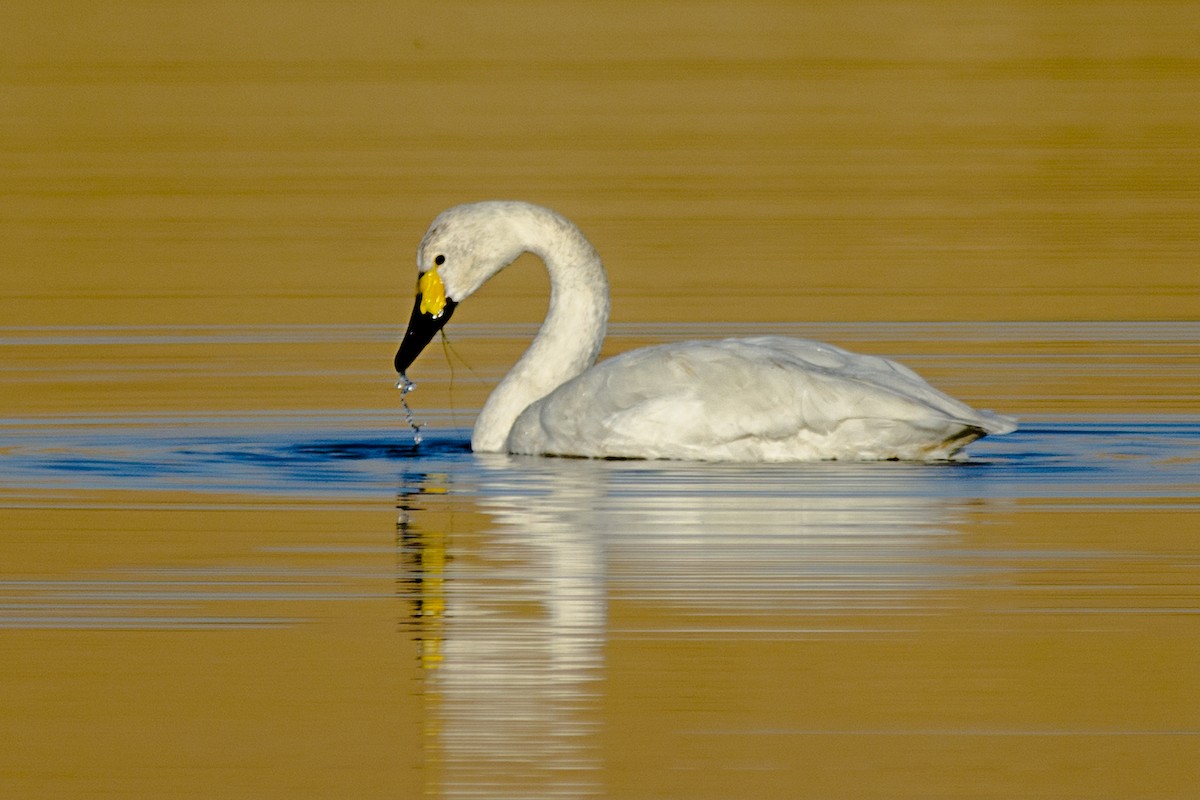 Tundra Swan - ML627849417