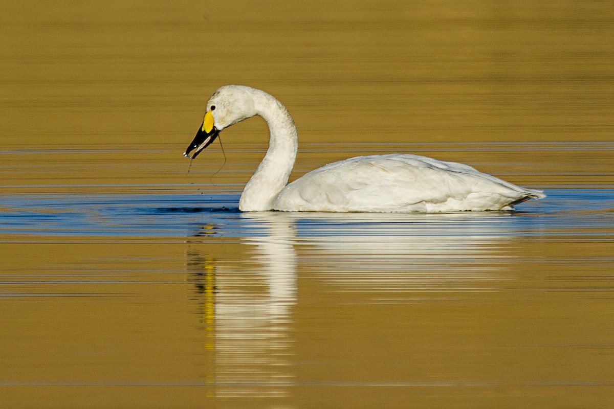 Tundra Swan - ML627849418