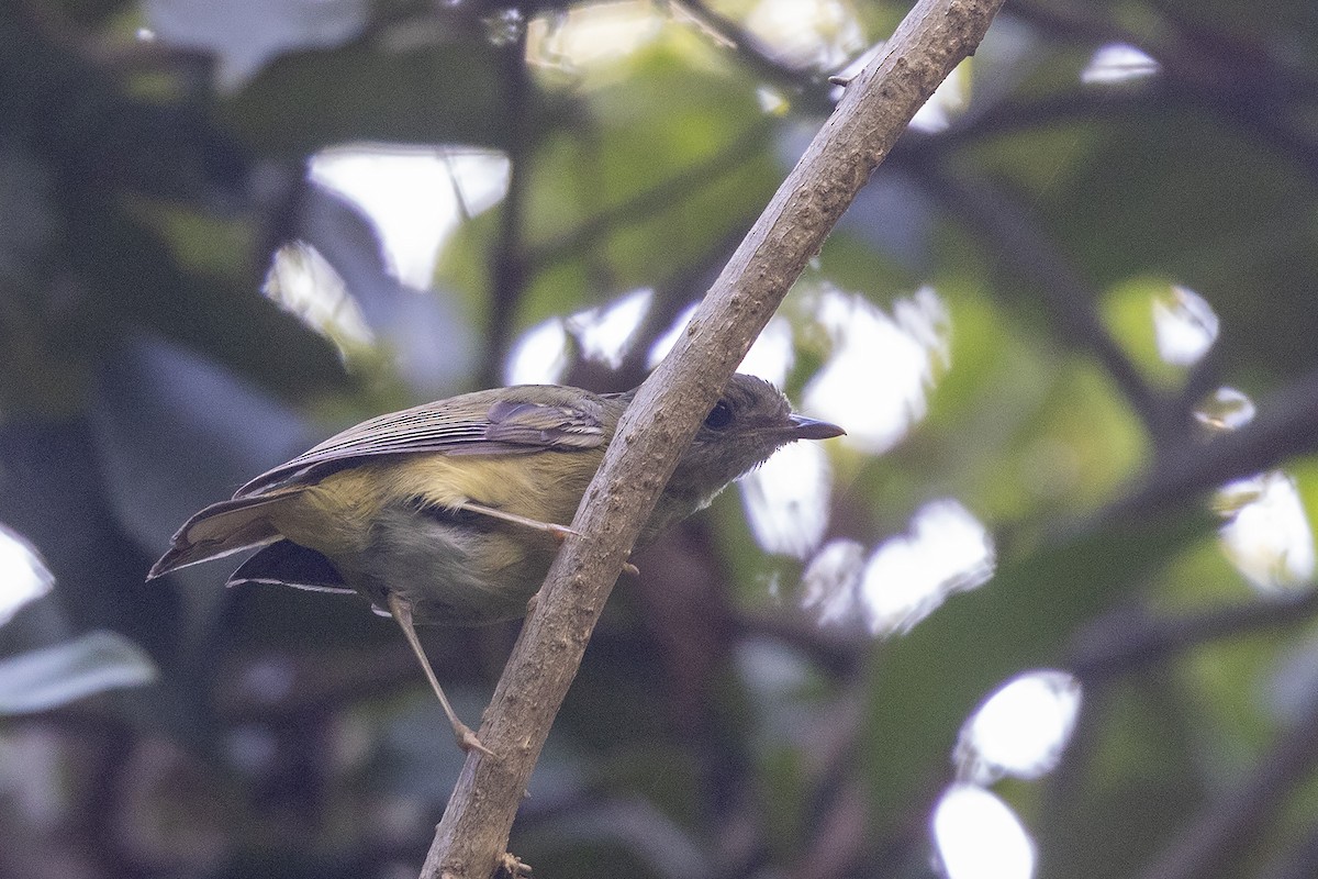 White-starred Robin - ML627849564