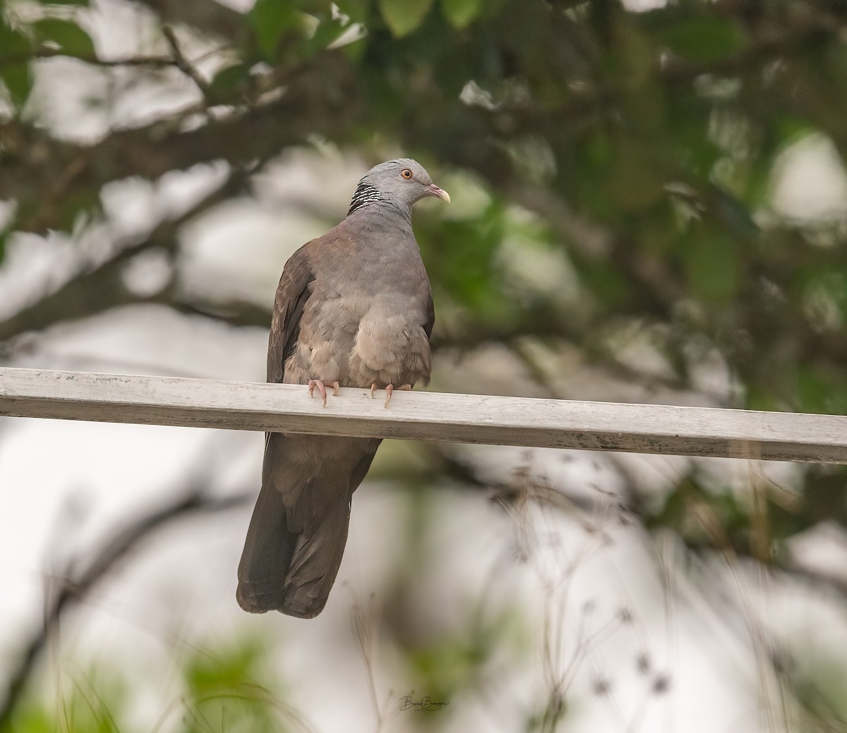 Nilgiri Wood-Pigeon - ML627849586