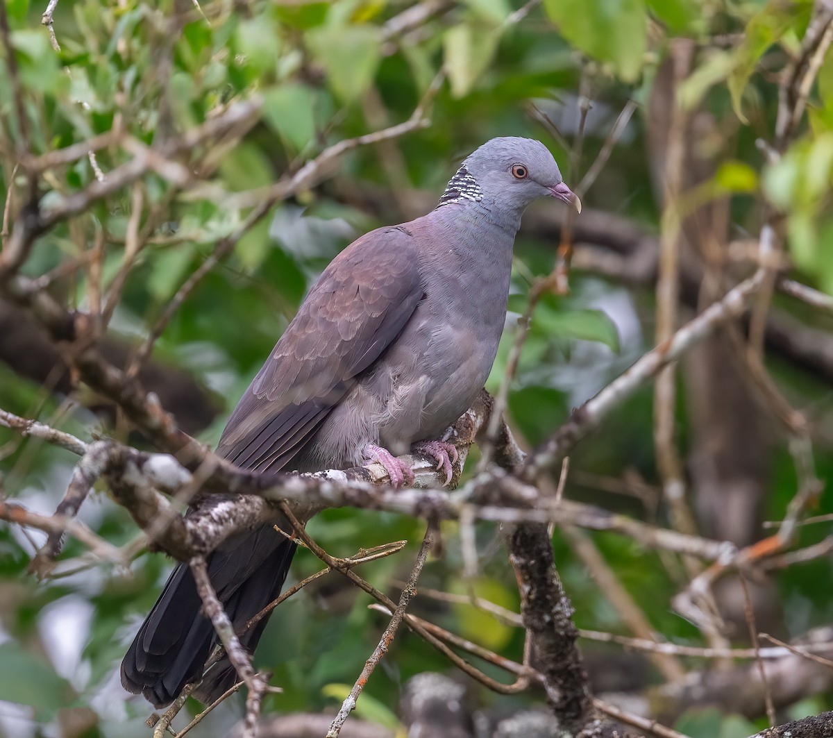 Nilgiri Wood-Pigeon - ML627849587