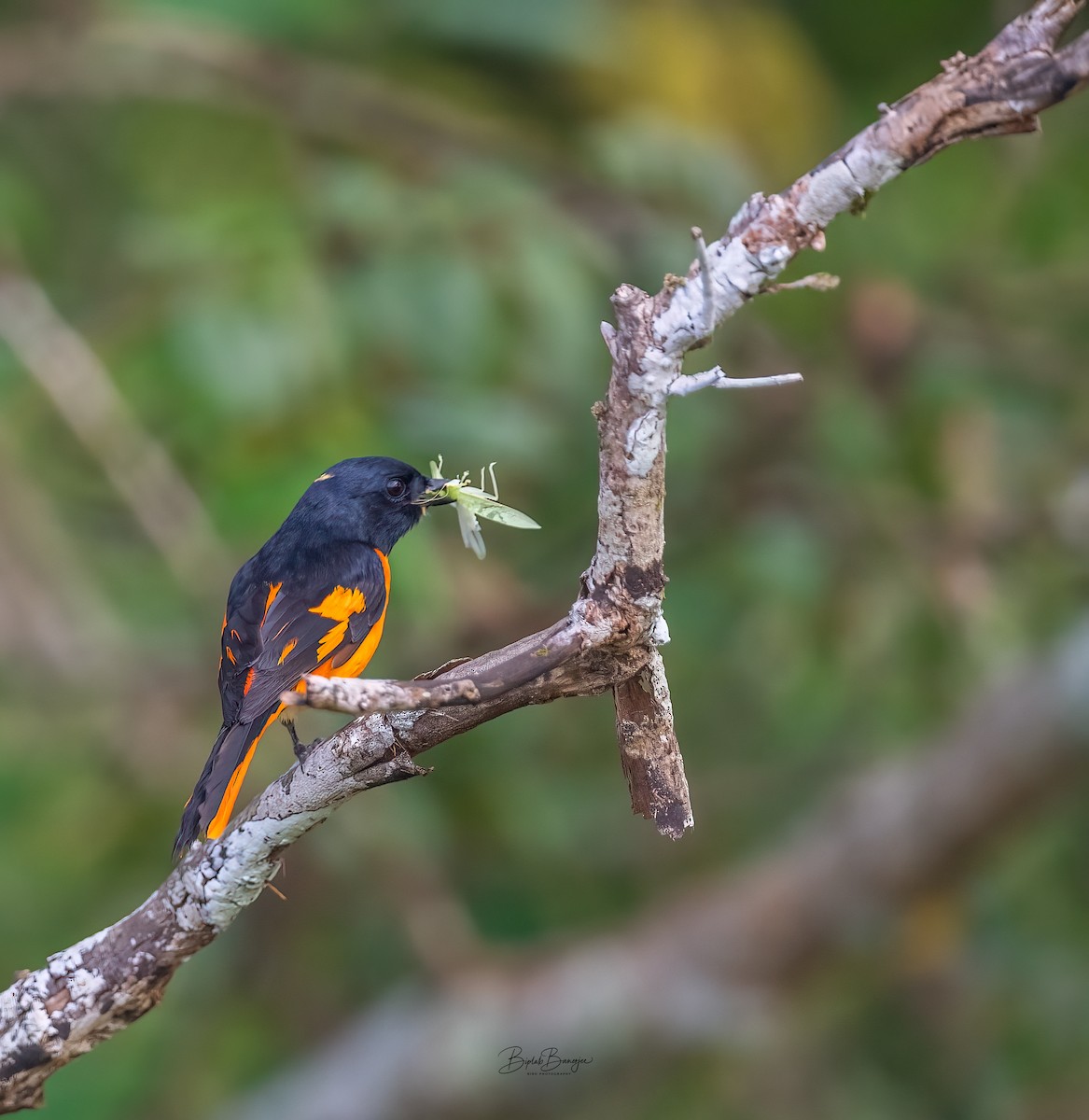 Orange Minivet - ML627849614