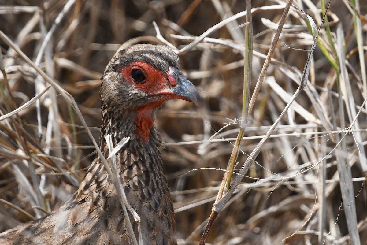 Swainson's Spurfowl - ML627849646