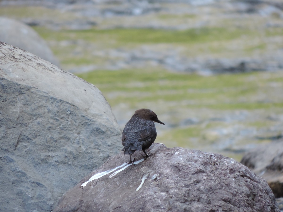 Оляпка - ML627849649