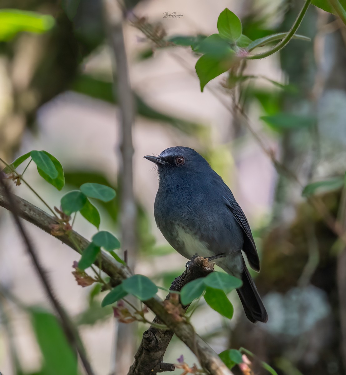 White-bellied Sholakili - ML627849651