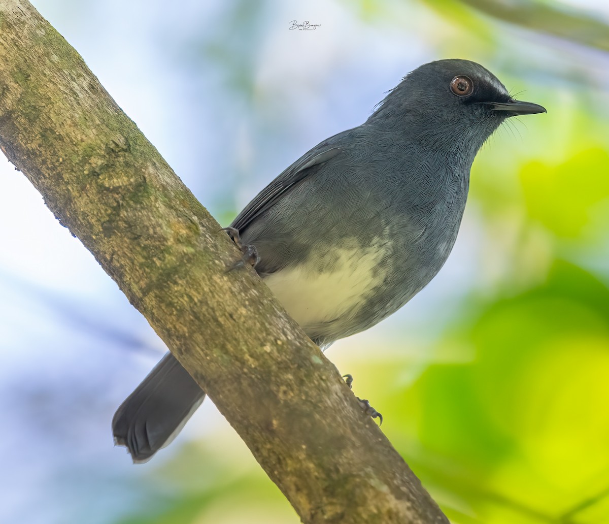 White-bellied Sholakili - ML627849652