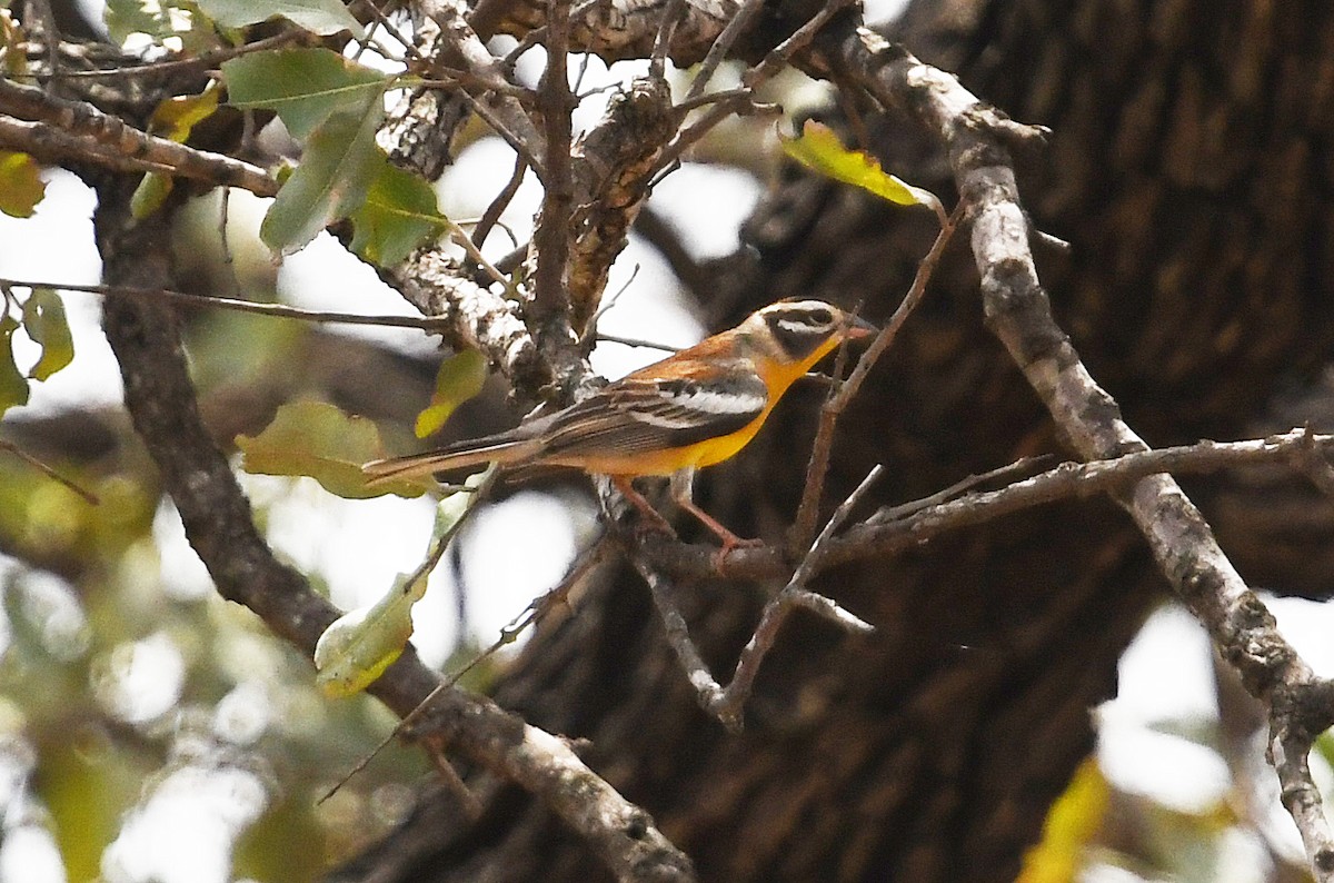 Golden-breasted Bunting - ML627849840