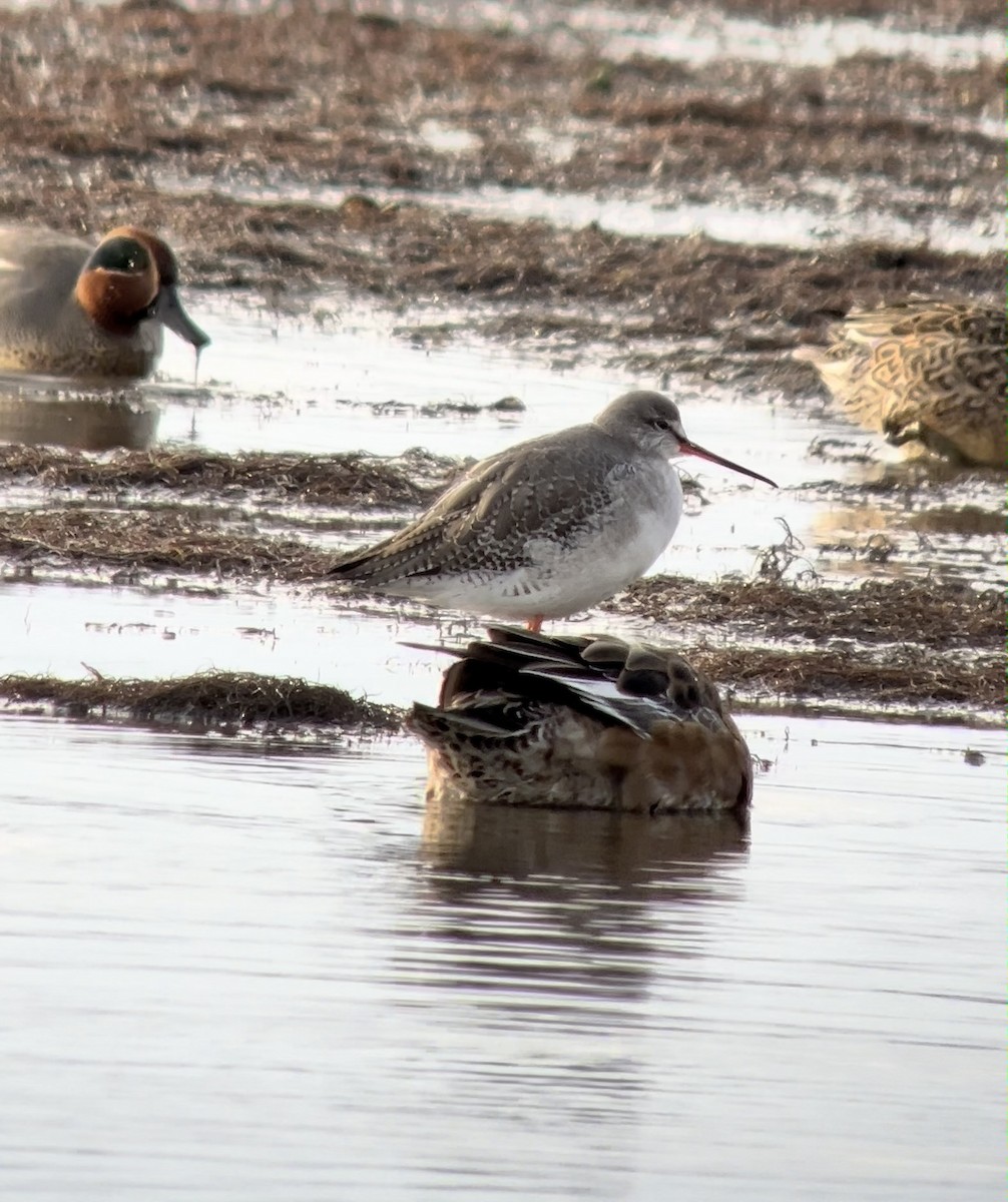 Spotted Redshank - ML627849992