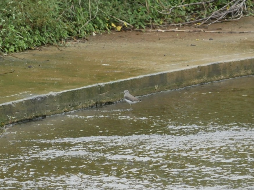 Green Sandpiper - ML627850046