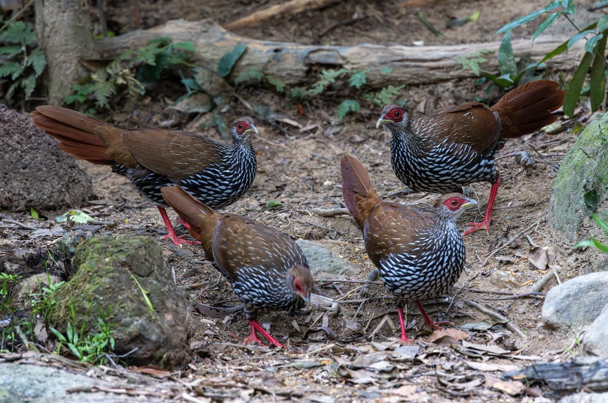 Silver Pheasant - ML627850104