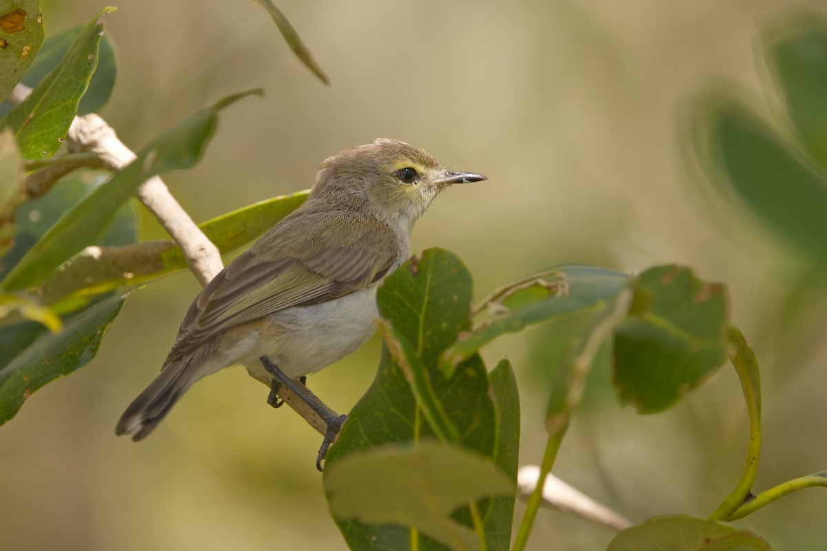 mangrovegerygone - ML627850108