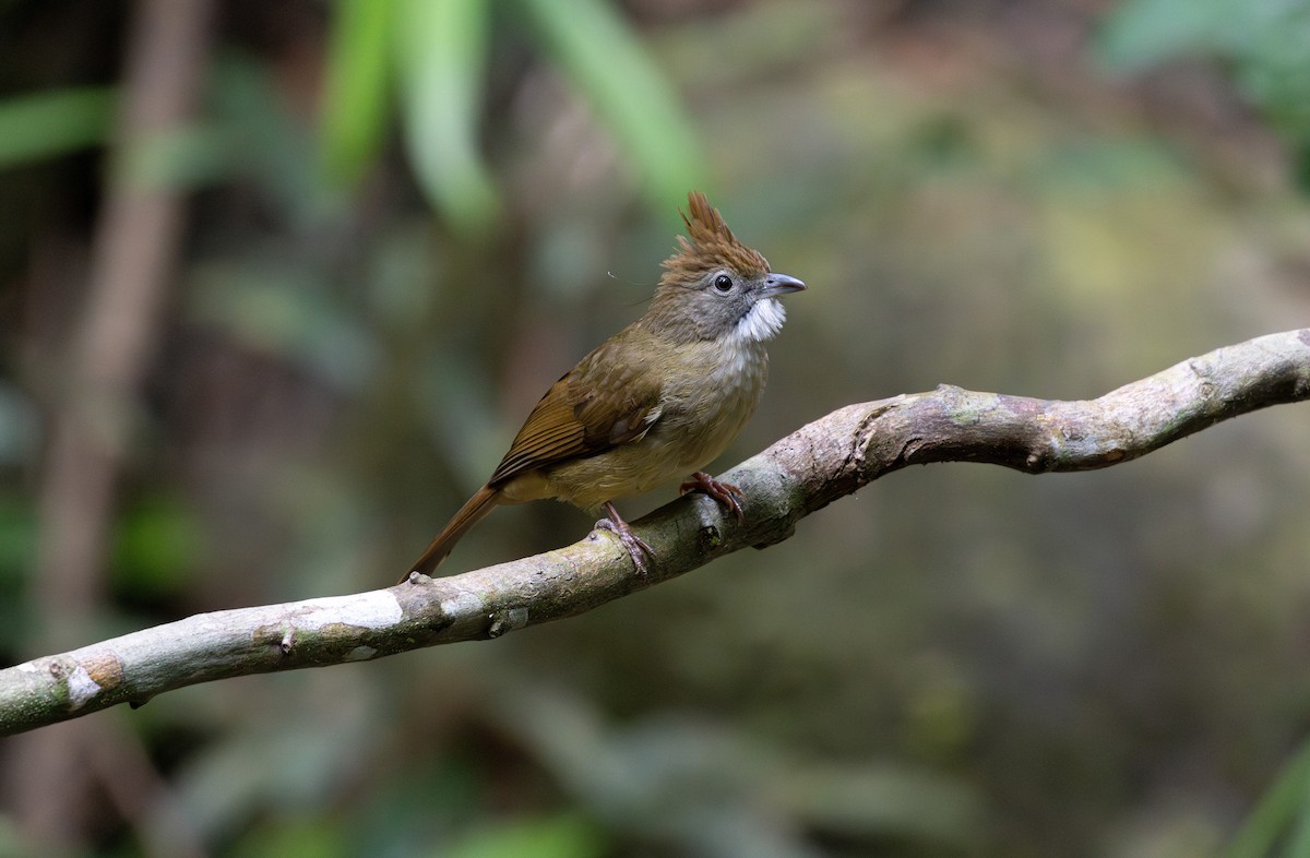 Puff-throated Bulbul (Puff-throated) - ML627850168