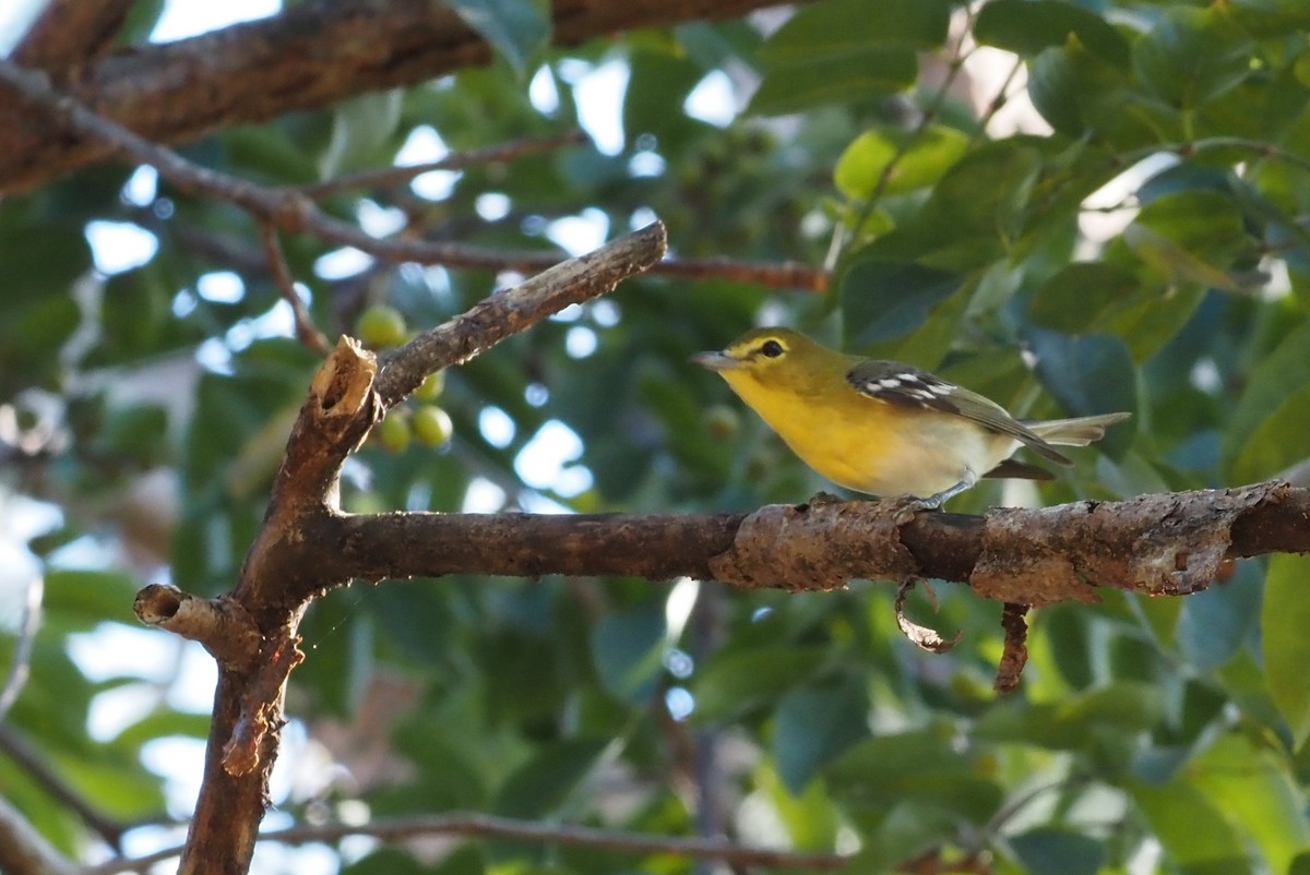 Yellow-throated Vireo - ML627850173