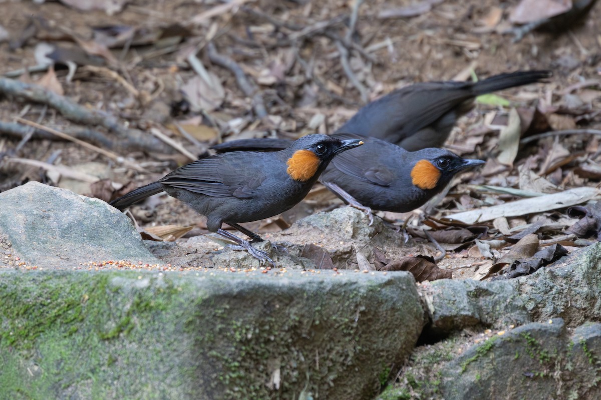 Rufous-cheeked Laughingthrush - ML627850177