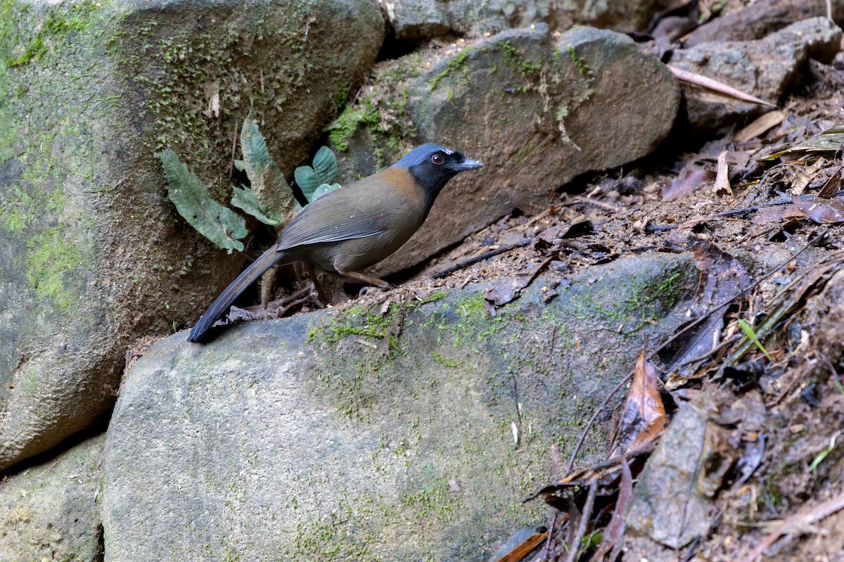 Black-throated Laughingthrush (Hainan) - ML627850178